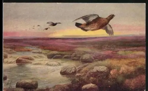 AK Rannoch Moor, Fliegende Auerhähne