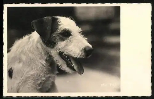 AK Foxterrier mit hängender Zunge, Portrait