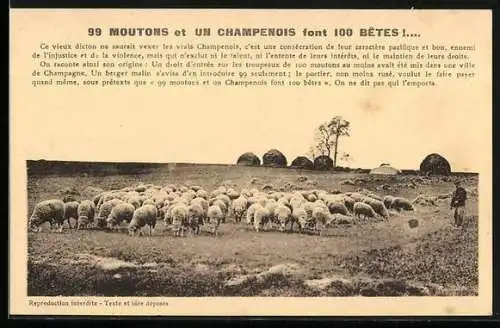 AK 99 Moutons et un Champenois font 100 Betes