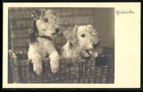 AK Glückliche Ehe, Zwei Terrierwelpen in einem Korb