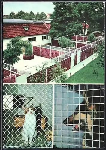 AK Berlin-Lankwitz, 130 Jahre Tierschutzverein für Berlin u. Umgebung Corp. 1841-1971, Dessauerstr. 21-27, Hundeausläufe