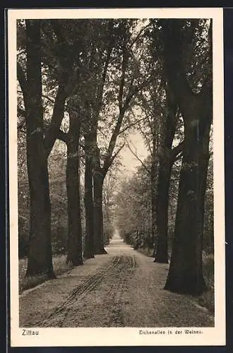 AK Zittau, Eichen-Allee in der Weinau
