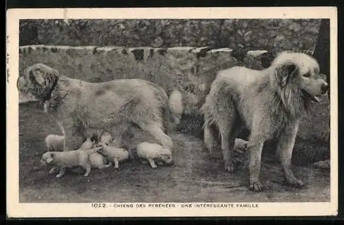 AK Pyrenäenberghund mit Welpen