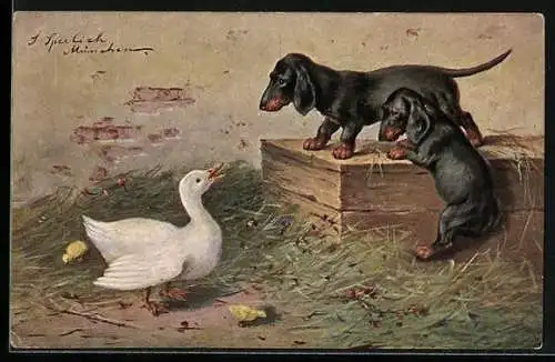 AK Dackel haben Angst vor einer Ente