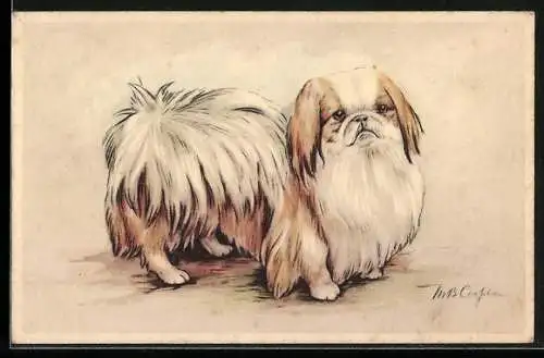 Künstler-AK sign. M. B. Cooper: Braun-weiss gefärbter Pekinese