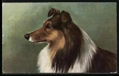 AK Portrait Braun-weisser Collie