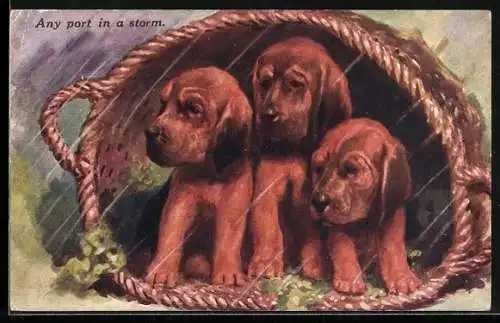 Künstler-AK Hundewelpen, im Regen in einem Korb