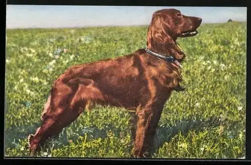 AK Irish Setter auf einer Wiese
