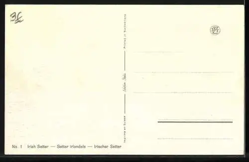 AK Irish Setter auf einer Wiese