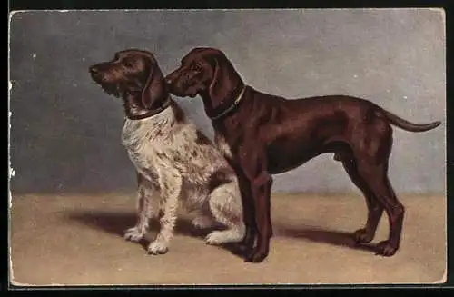 AK zwei Jagdhunde in Erwartungshaltung