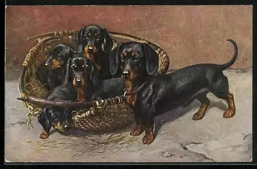 AK Dackelwelpen in einem Korb