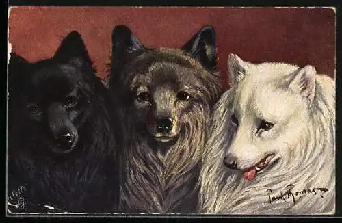 AK Pomeranians, Drei neugierige Zwergspitze