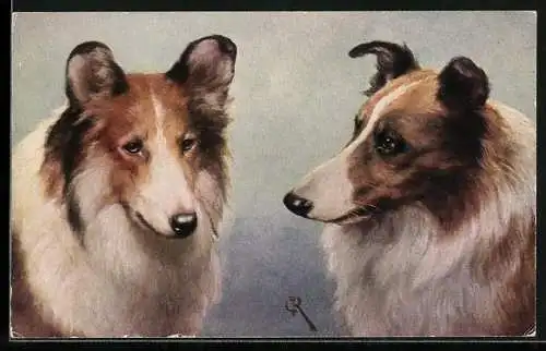 Künstler-AK C.Reichert: Zwei Collies