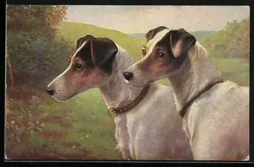 AK zwei Stichelhaarige Foxterrier