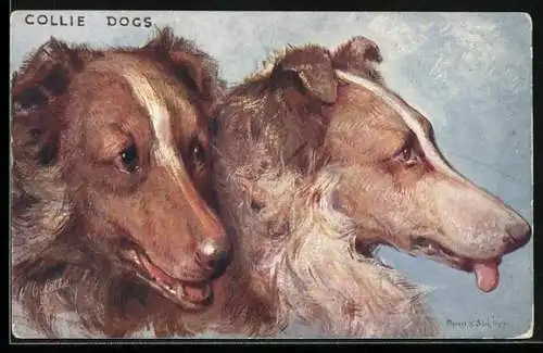 AK Collie Dogs, Zwei aneinandergeschmiegte Collies