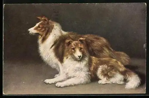 AK Bild von zwei Collies