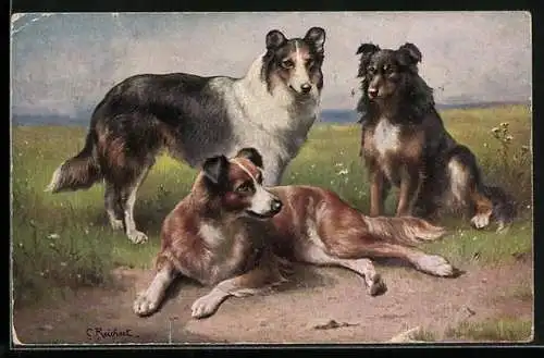 Künstler-AK Carl Reichert: Colleys, Schottische Schäferhunde