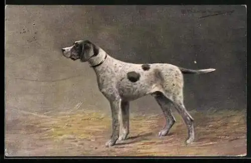Künstler-AK M. Müller jun.: Schwarz-weisser Jagdhund