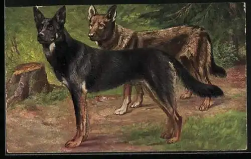 AK Zwei Schäferhunde im Wald