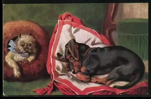 AK Dackel kuschelt sich auf Kissen