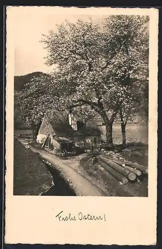 AK Spitz a. d. Donau, Ländliches Haus mit blühendem Baum