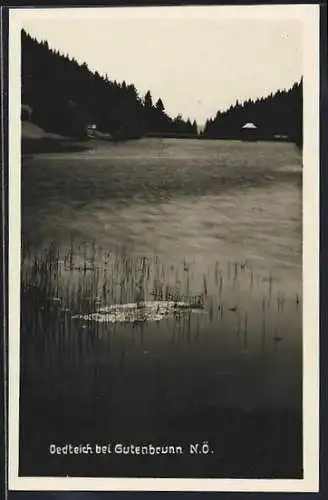 AK Gutenbrunn /N. Ö., Blick auf den Oedteich
