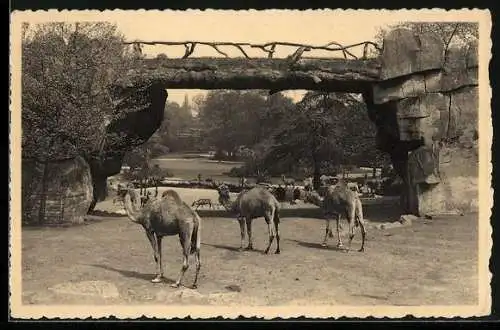 AK Anvers, Jardin Zoologique, Meharis dans le grand parc