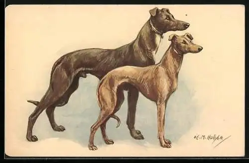 AK Greyhound and Whippet, Portrait