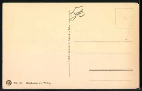 AK Greyhound and Whippet, Portrait