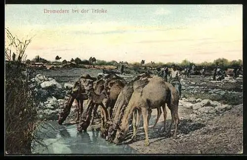 AK Dromedare bei der Tränke
