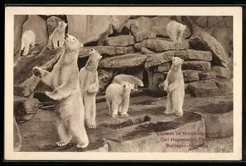 AK Stellingen-Hamburg, Eisbären im Nordlandpanorama, Carl Hagenbeck`s Tierpark