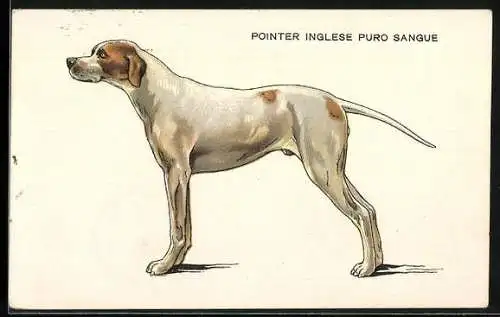 AK Pointer Inglese Puro Sangue, Portrait