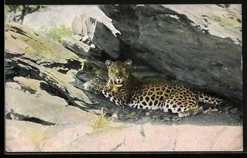 AK Deutsch-Südwestafrika, Leopard im Schatten der Steine