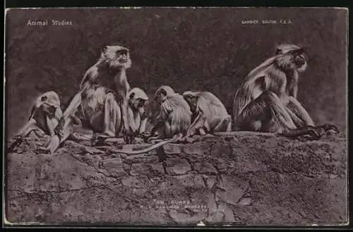 AK Gulta /India, On Guard, Wild Hanuman Monkeys