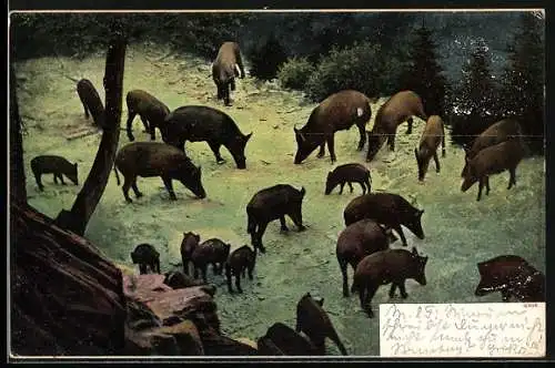 AK Wildschweine auf einer Waldlichtung