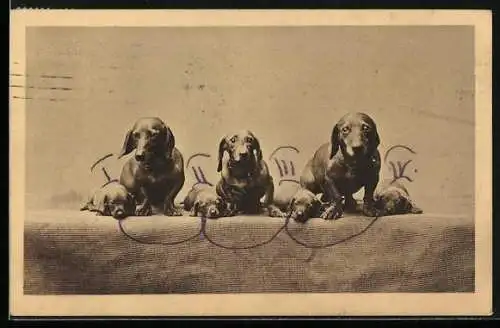 AK Drei Dackelmütter mit Welpen