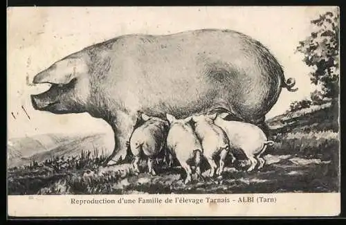 AK Albi /Tarn, Reproduction d`une Famille de l`elevage Tarnais