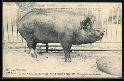 AK Grignon, Ecole Nationale d`Agriculture, Nightingale race Berkshire