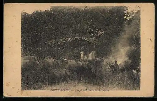 AK Congo Belge, Elephant dans la Brousse