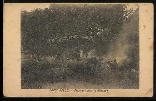 AK Congo Belge, Eléphant dans la Brousse