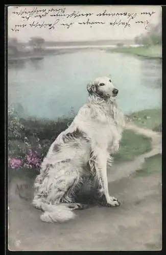 AK Ein Windhund mit langem Fell an einem Seeufer