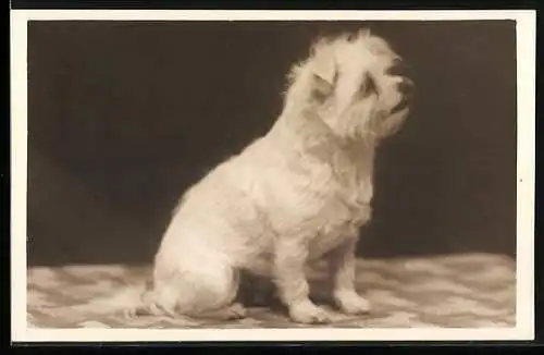 Foto-AK Kleiner weisser Hund, Portrait