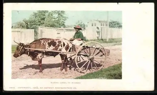 AK Mammy Going to Market, Ochsen-Gespann
