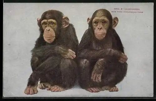 AK New York, Zoological Park, Chimpanzees