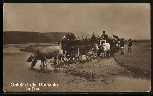 AK Romania, La Tara, Ochsen-Gespanne an der Tränke