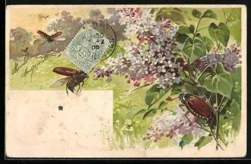 Lithographie Maikäfer und blühender Flieder