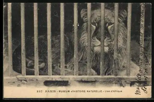 AK Paris, Museum d`Histoire Naturelle, Lion d`Afrique