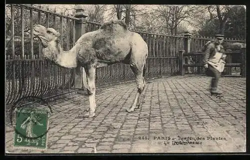 AK Paris, Jardin des Plantes, Le Dromedaire, Dromedar