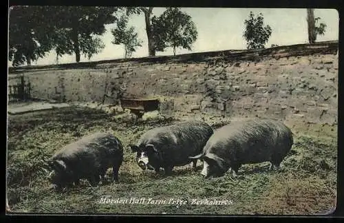 AK Norden Hall Farm, Prize Berkshires