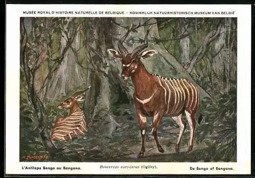 AK Musée Royal d`Histoire Naturelle de Belge, L`Antilope Bongo au Bongana